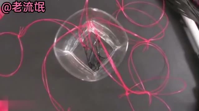 上卧槽逼里塞水蛭