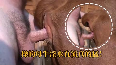 人兽乱交大屌猛男操母黄牛操喷了