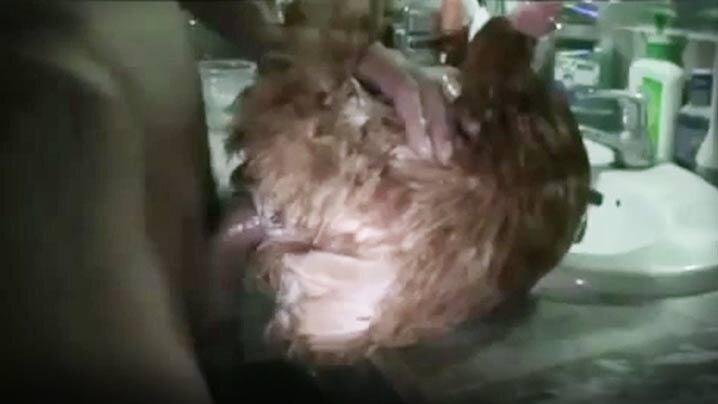 人兽交与雞交配雞是我們最好的朋友