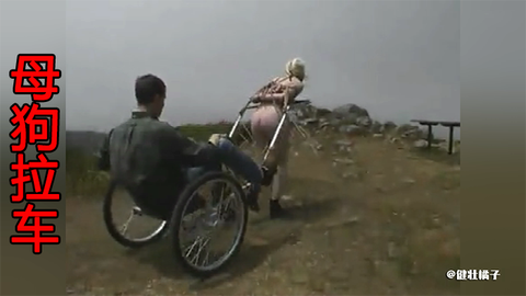母狗拉车