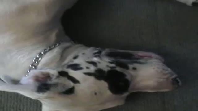 犬交怀孕了也要让狗子操她-2