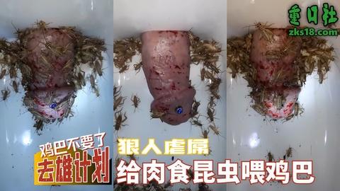狠人虐屌-给肉食昆虫喂鸡巴