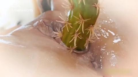 用仙人掌自慰插逼
