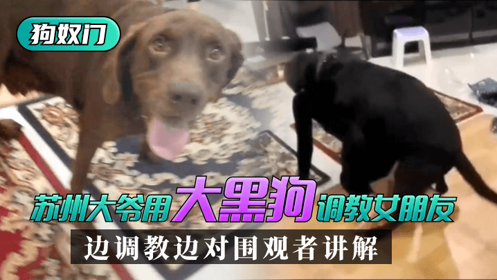 苏州狗奴门苏州大爷用大黑狗调教女朋友边调教边对围观者讲解_