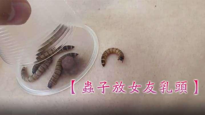 虫子放女友乳头妹子害怕狂叫不停