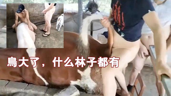 鸟大了什么林子都有